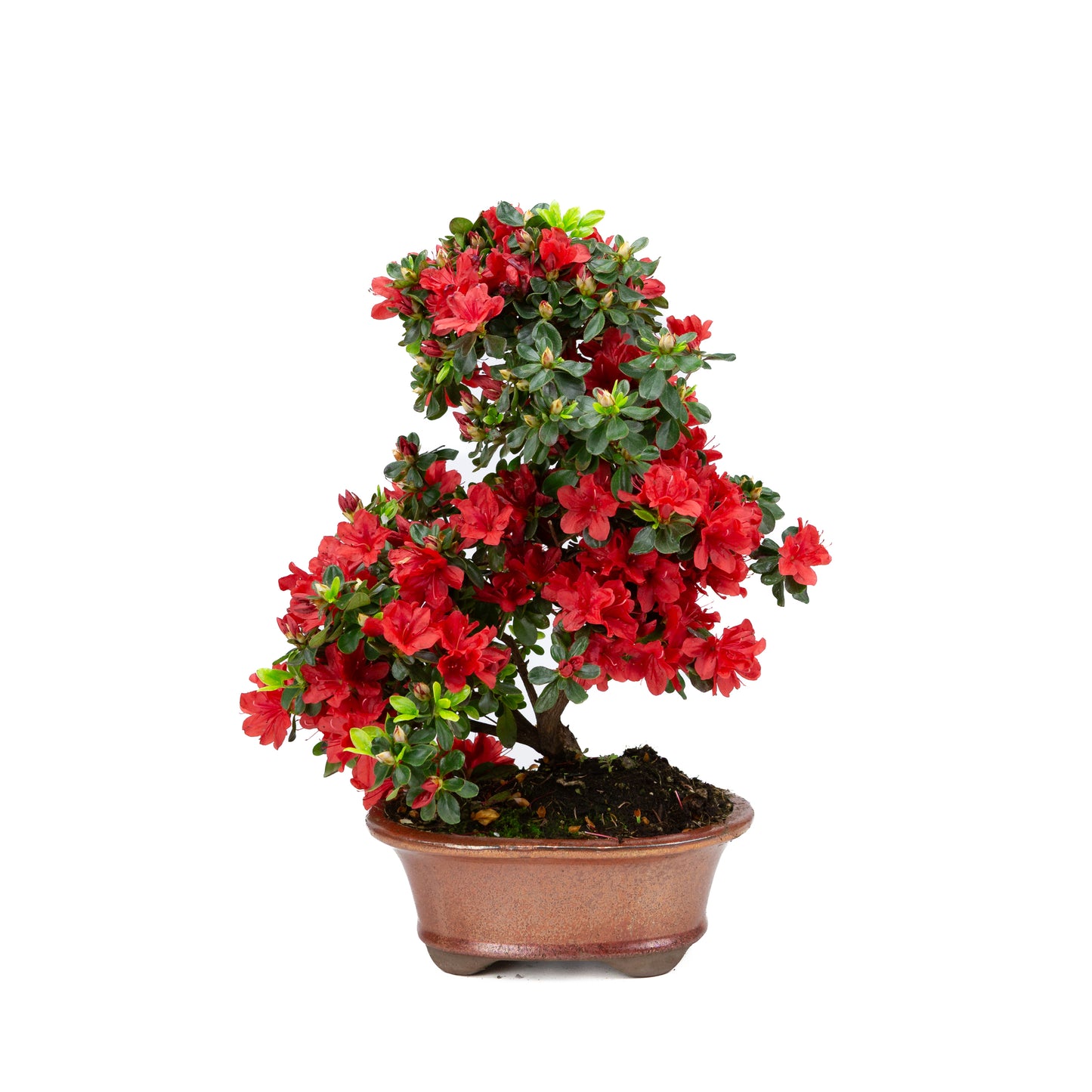 Rhododendron indicum (satsuki azalea), height ~40cm