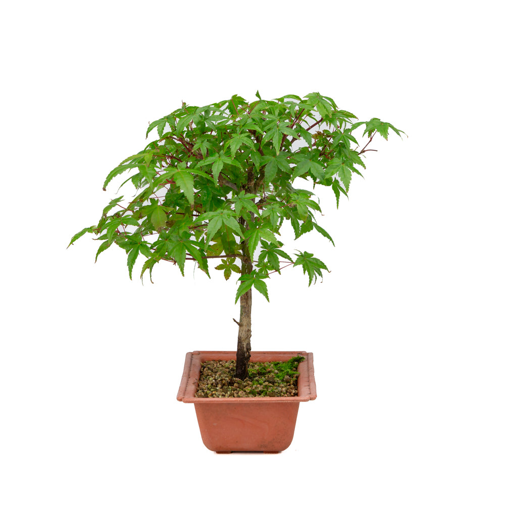 Acer palmatum Deshojo plastic pot 17cm, height ~32cm