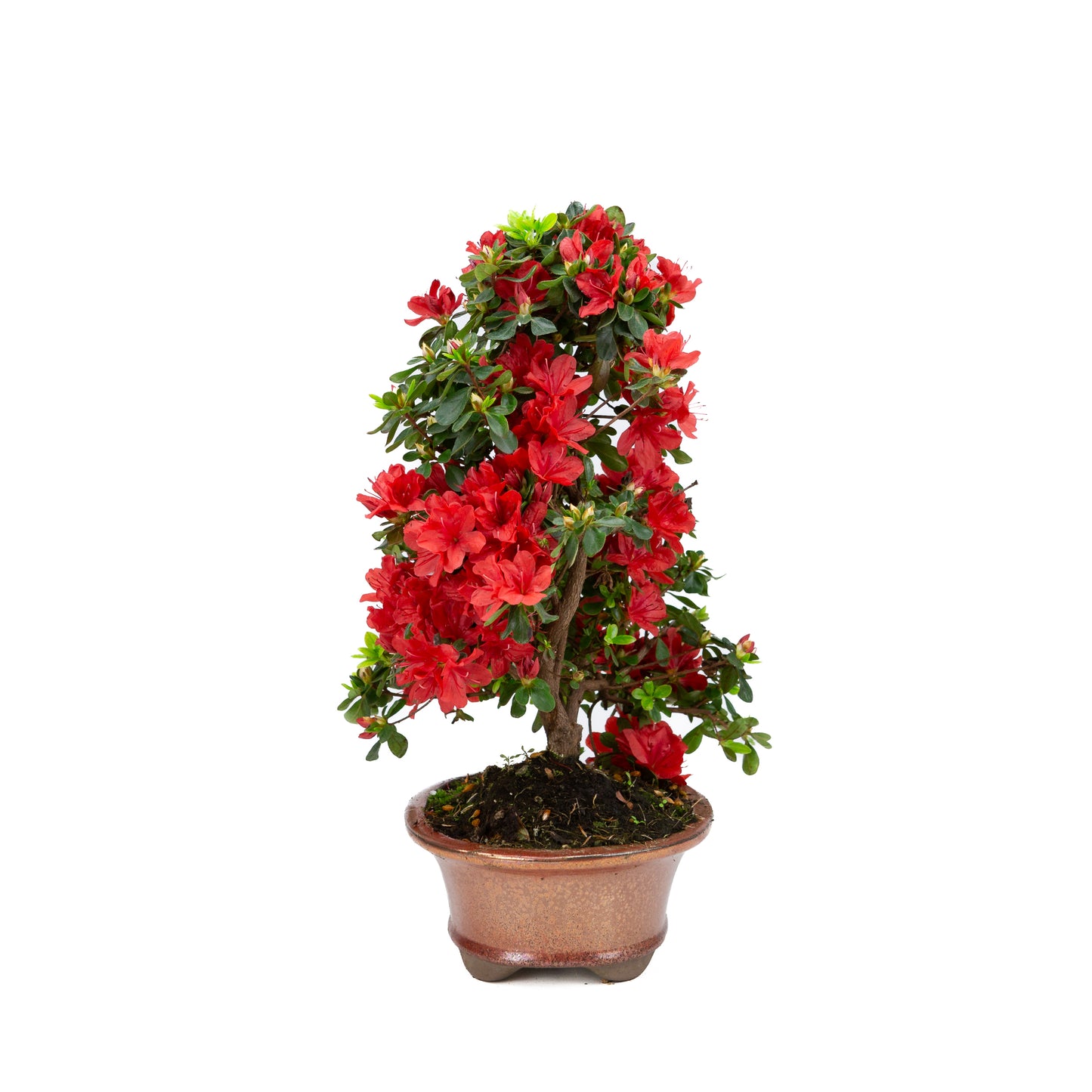 Rhododendron indicum (satsuki azalea), height ~40cm