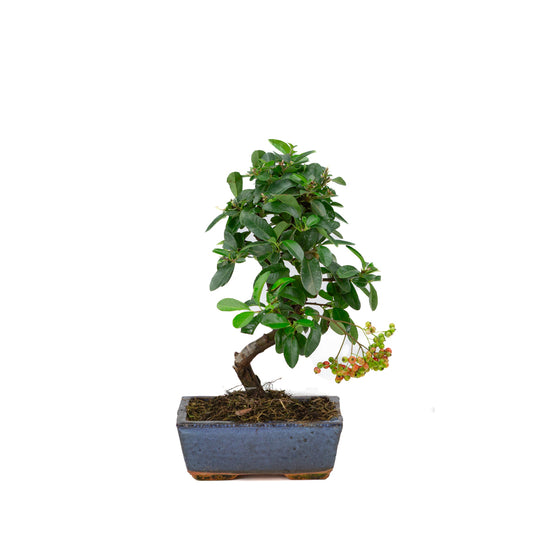 Pyracantha angustifolia blue rectangular pot 15cm, height ~30cm