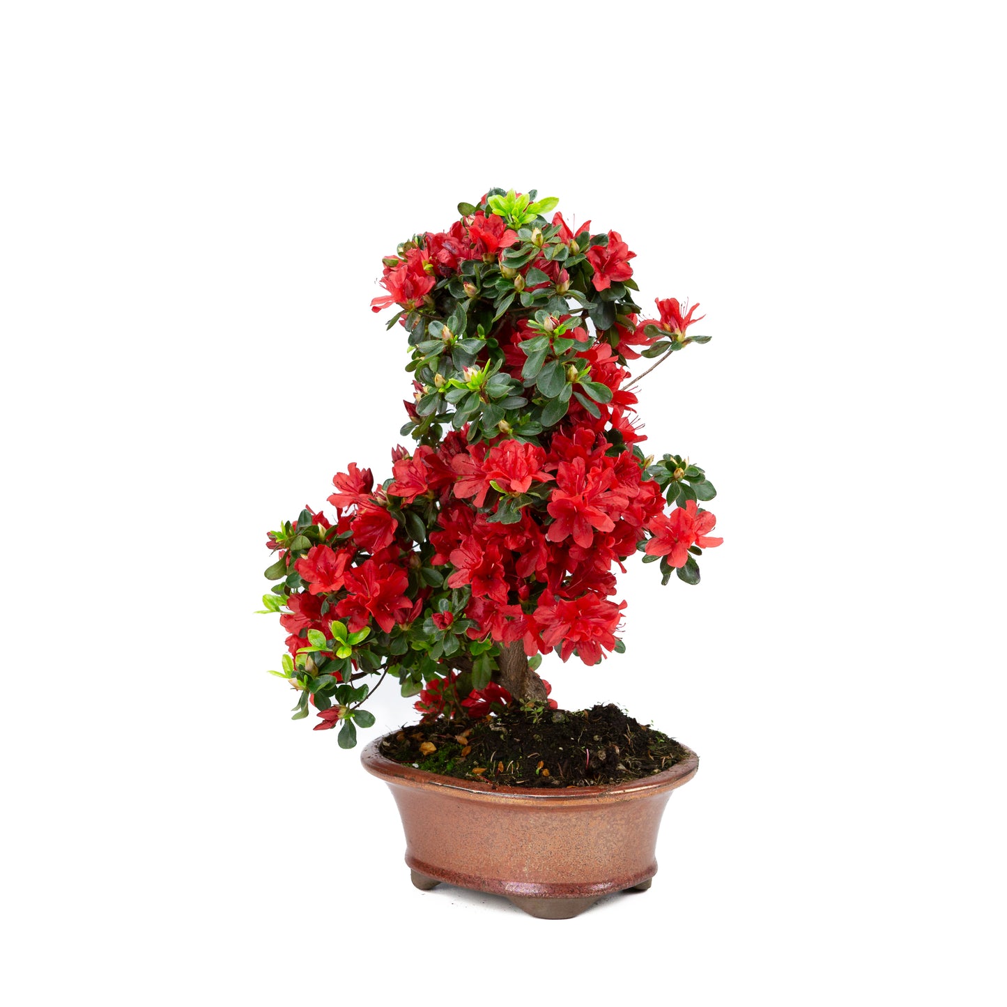 Rhododendron indicum (satsuki azalea), height ~40cm