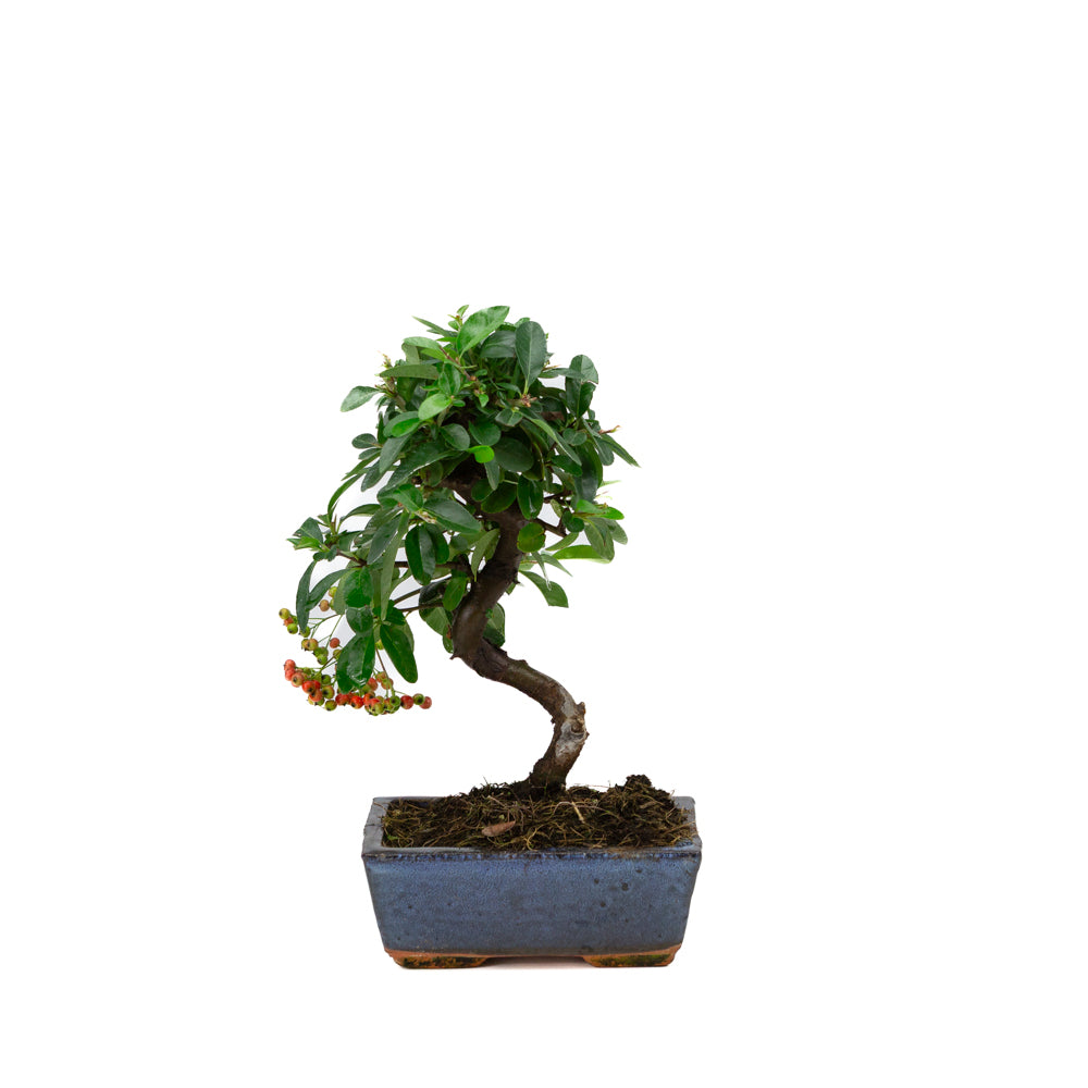 Pyracantha angustifolia blue rectangular pot 15cm, height ~30cm