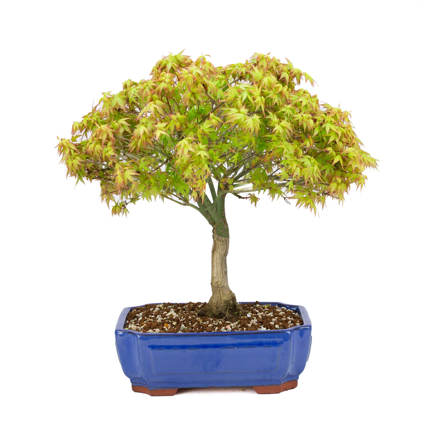 Acer palmatum 'Kiyohime' (Japanese maple), height ~45cm