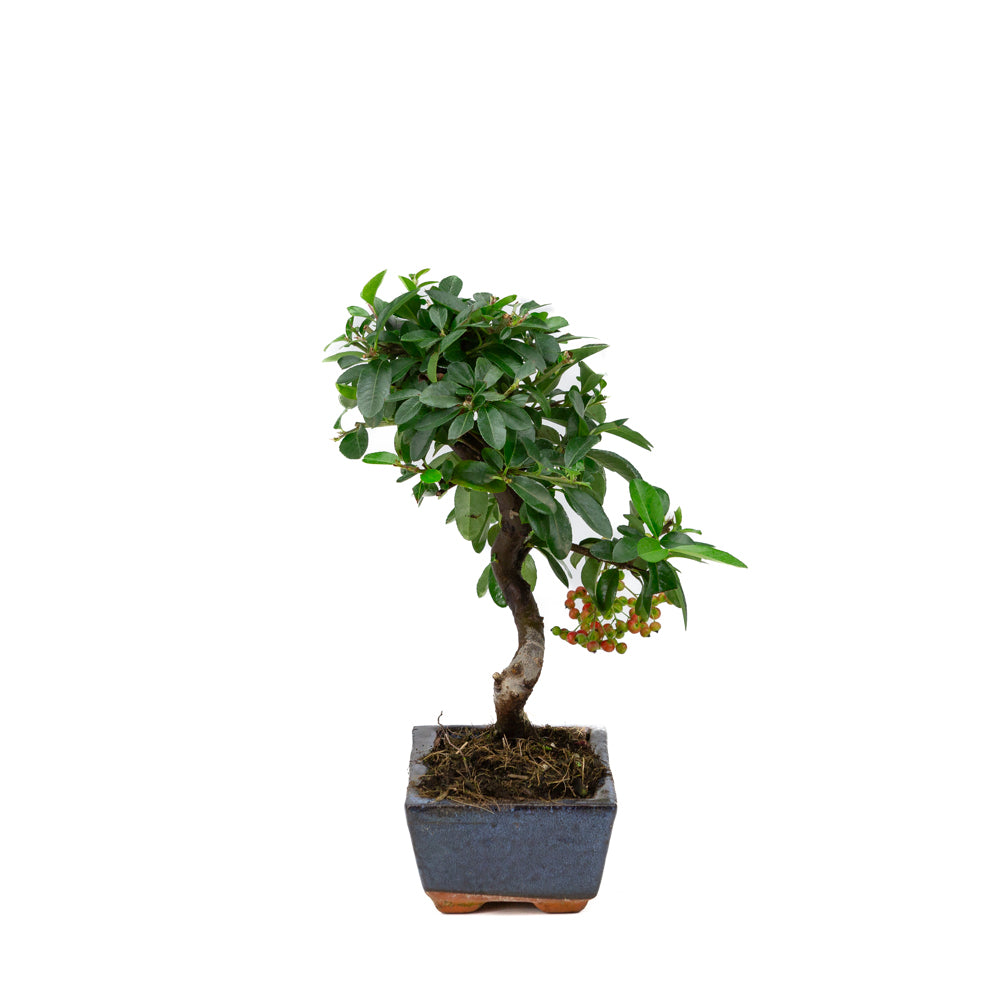 Pyracantha angustifolia blue rectangular pot 15cm, height ~30cm