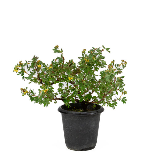 Potentilla fruticosa plastic pot 12cm, height ~26cm