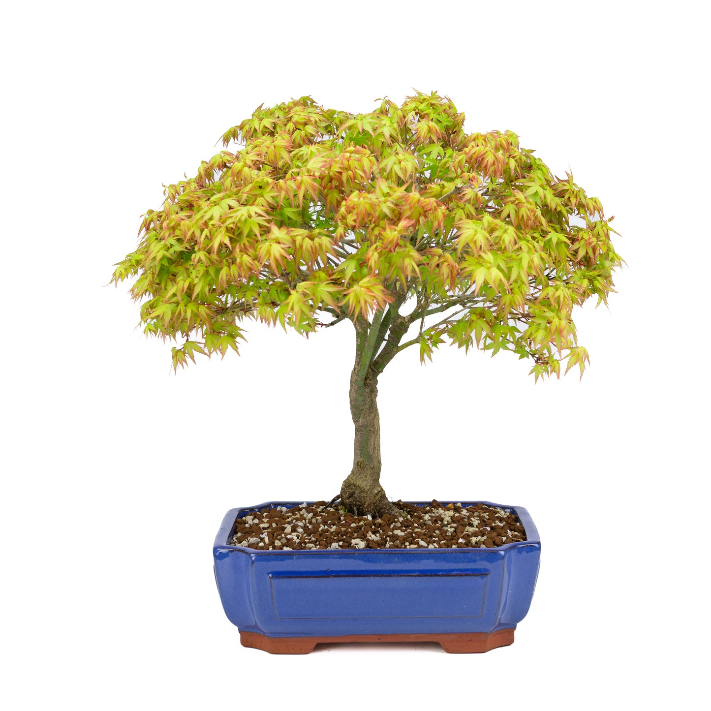 Acer palmatum 'Kiyohime' (Japanese maple), height ~45cm