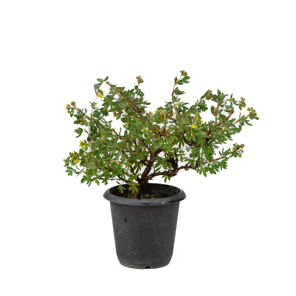 Potentilla fruticosa plastic pot 12cm, height ~26cm
