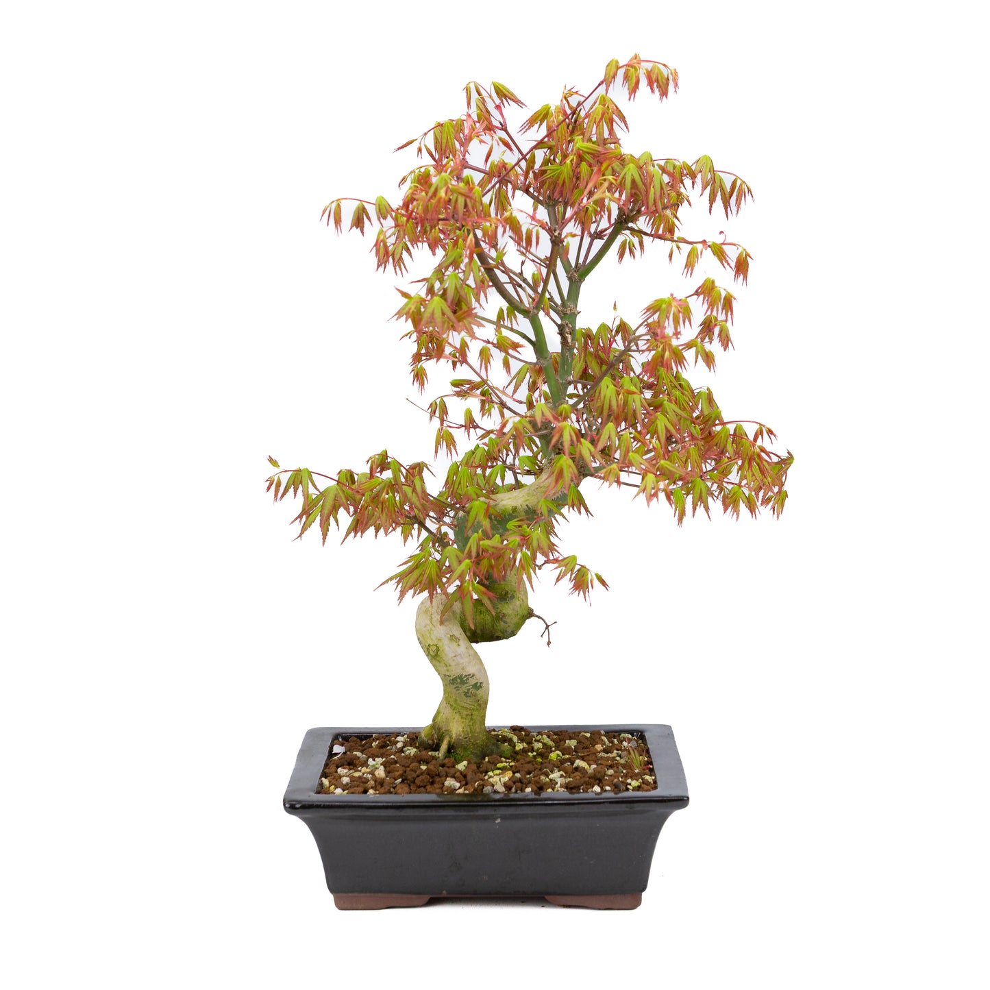 Acer palmatum (Japanese maple), height ~47cm