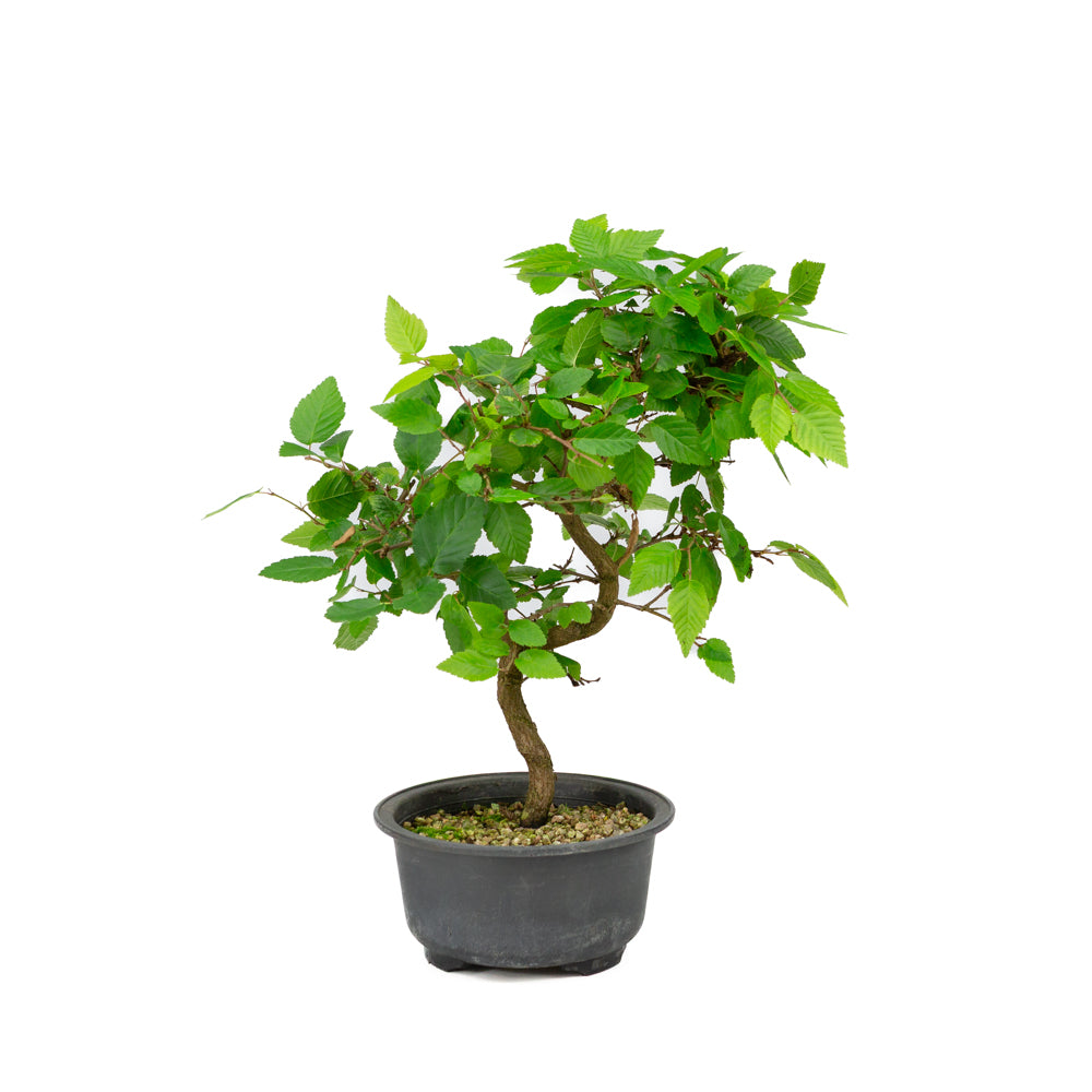 Carpinus coreana plastic pot 12cm, height ~30cm