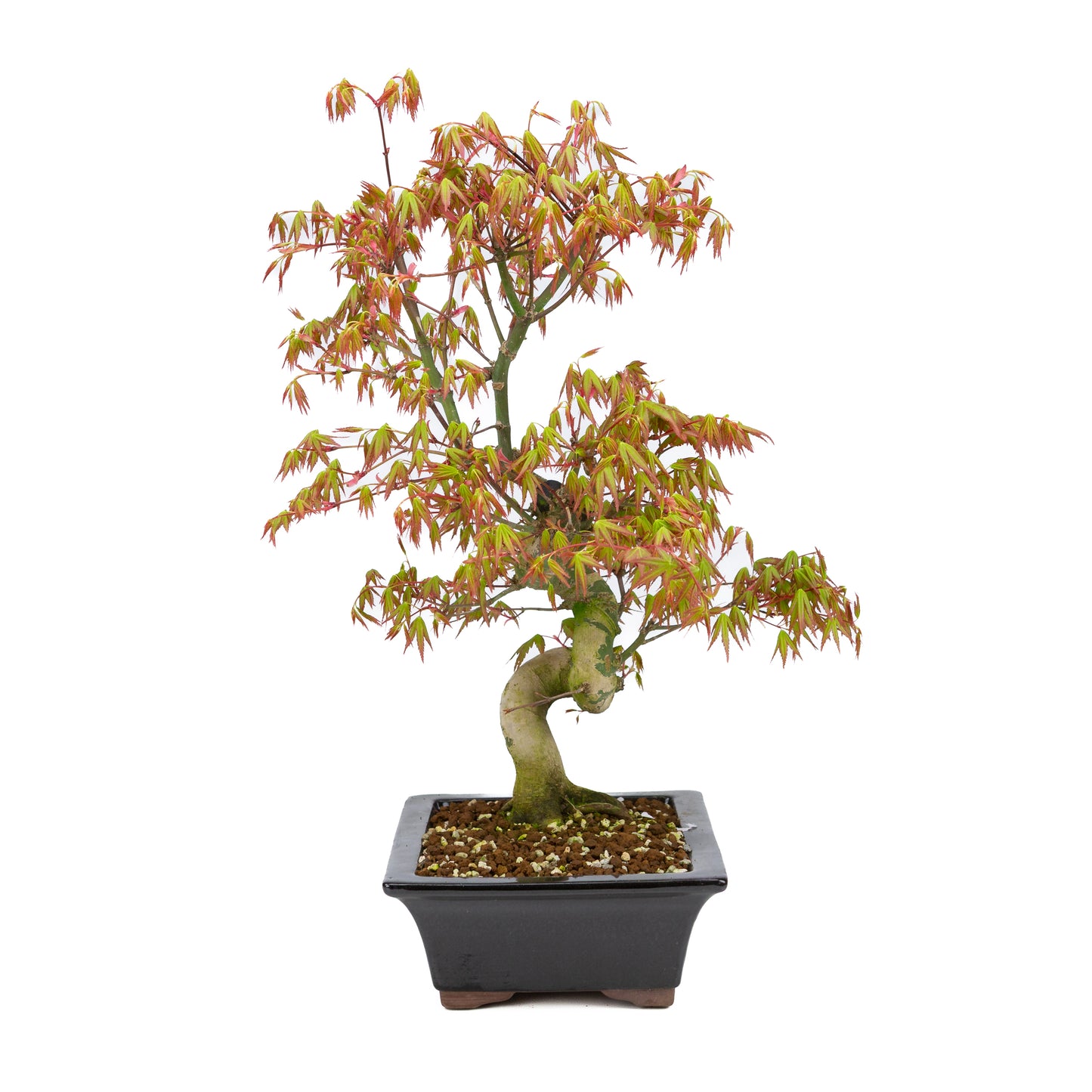 Acer palmatum (Japanese maple), height ~47cm