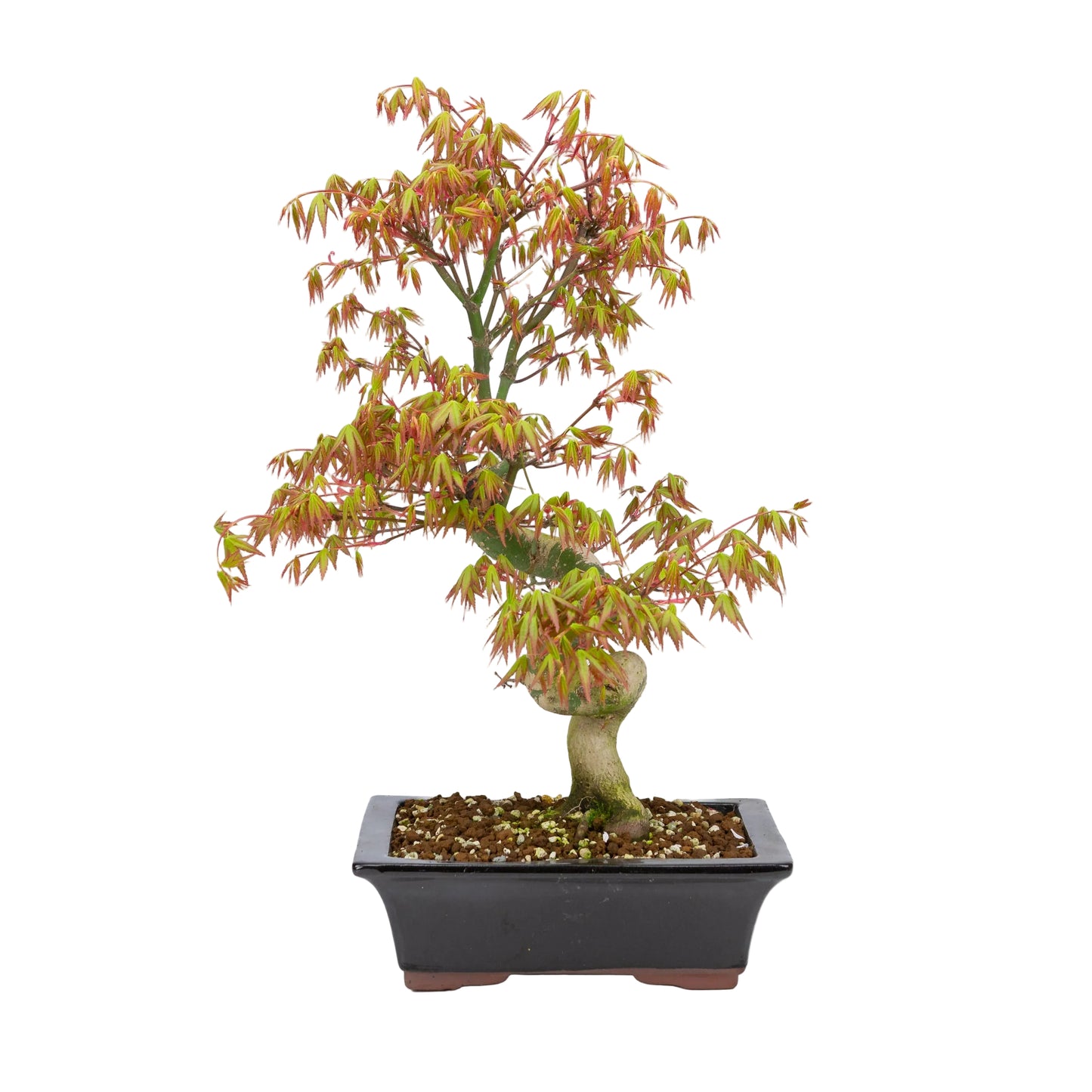 Acer palmatum (Japanese maple), height ~47cm