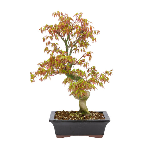 Acer palmatum (Japanese maple), height ~47cm