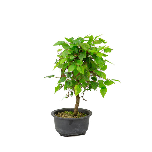 Carpinus coreana plastic pot 12cm, height ~30cm