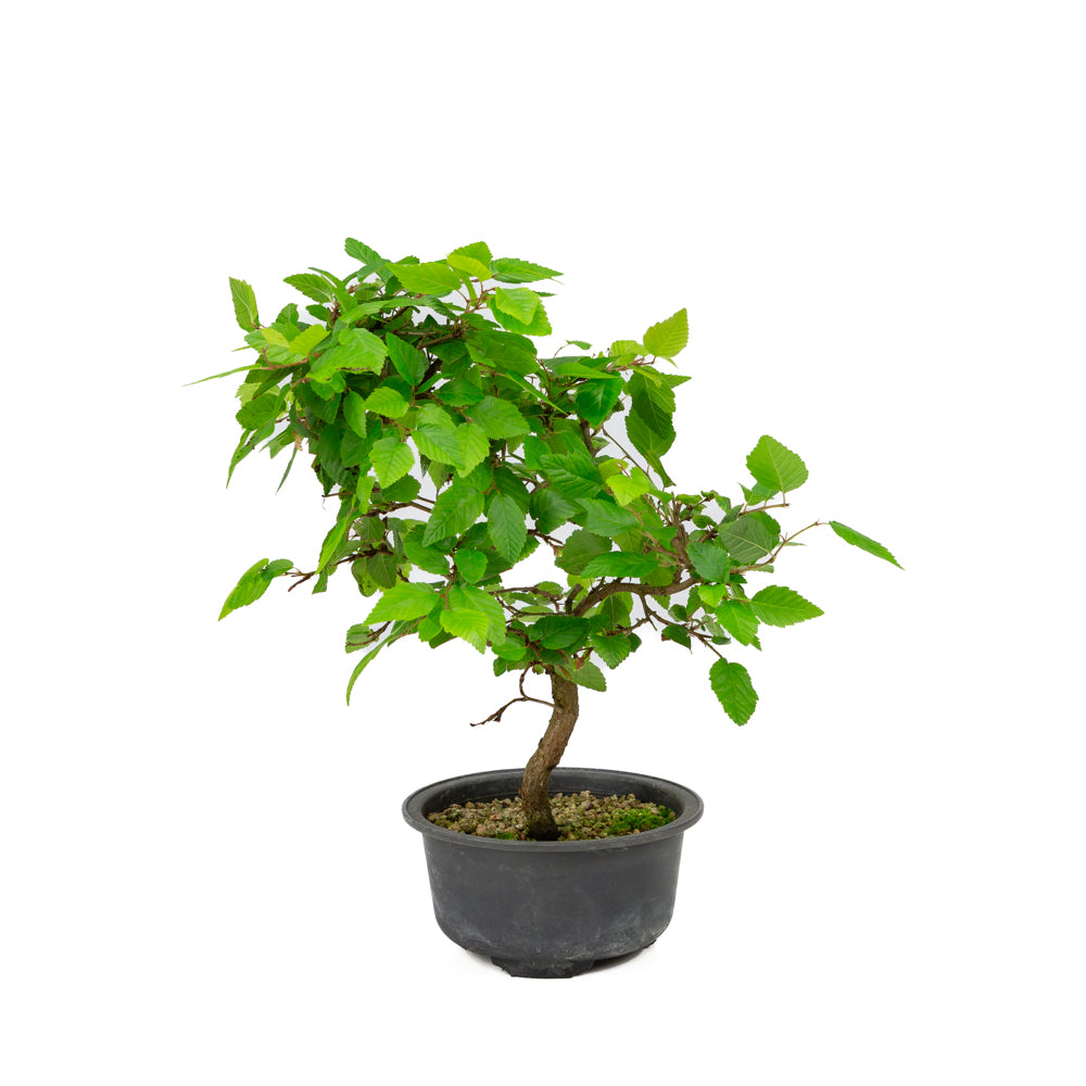 Carpinus coreana plastic pot 12cm, height ~30cm