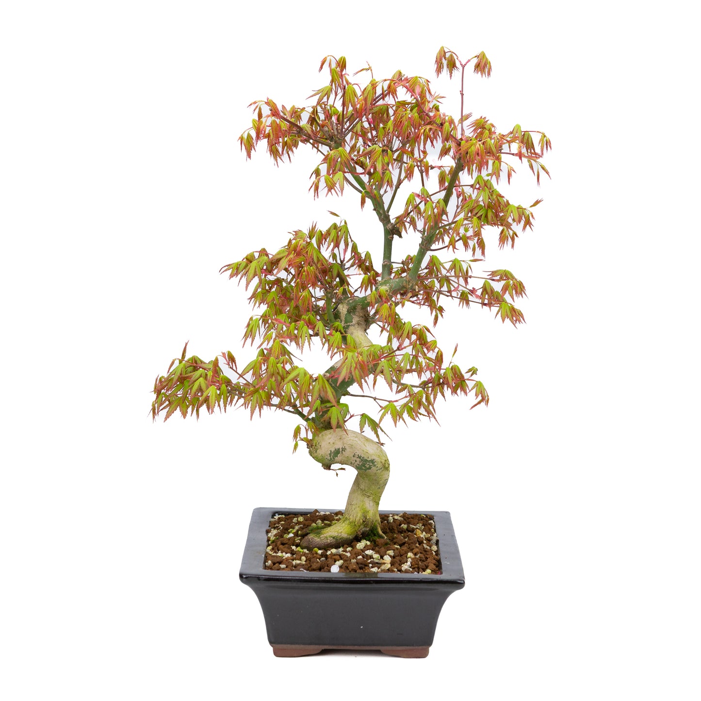 Acer palmatum (Japanese maple), height ~47cm