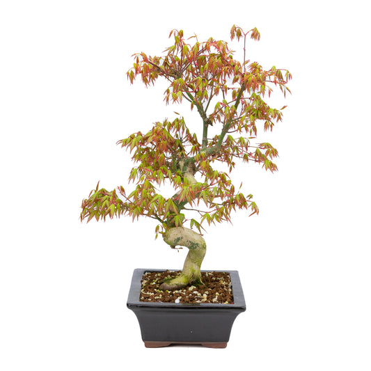 Acer palmatum (Japanese maple), height ~47cm