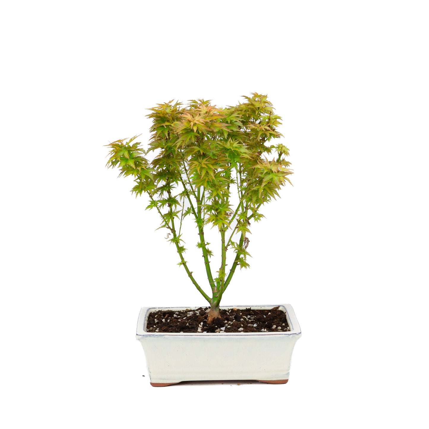 Acer palmatum 'Kotohime' (Japanese maple), height ~38cm
