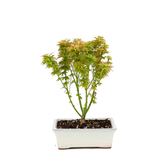 Acer palmatum 'Kotohime' (Japanese maple), height ~38cm