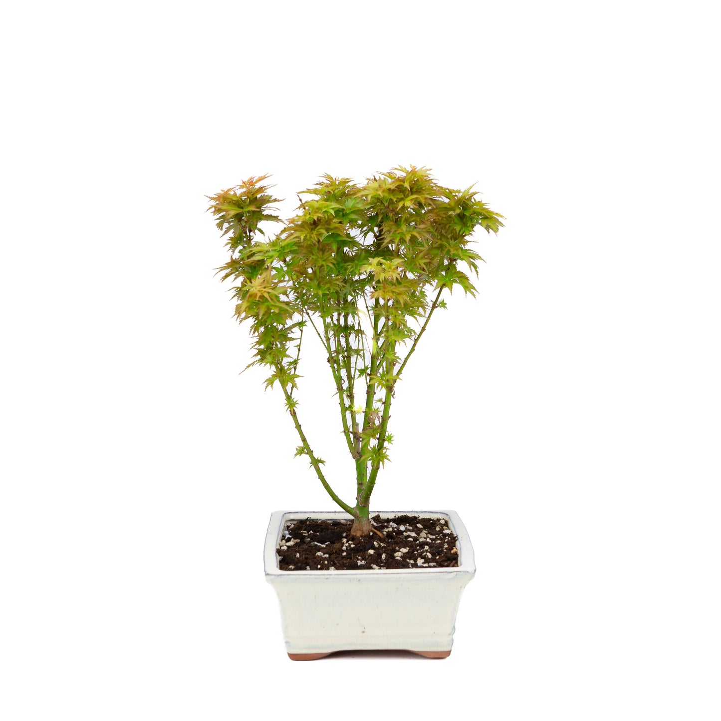 Acer palmatum 'Kotohime' (Japanese maple), height ~38cm
