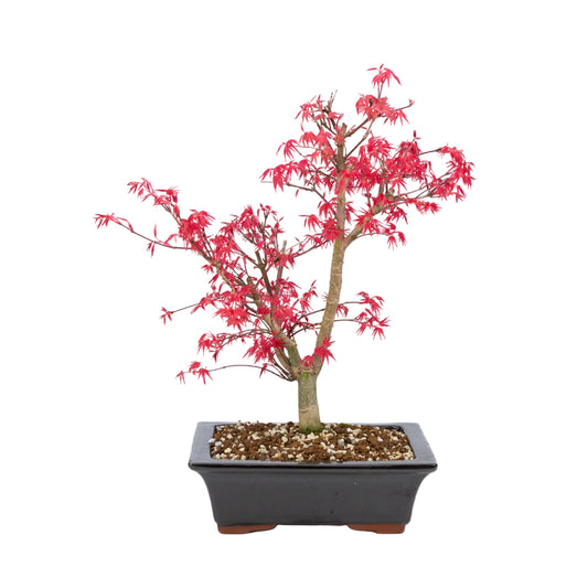 Acer palmatum 'Deshojo' (Japanese maple), height ~42cm