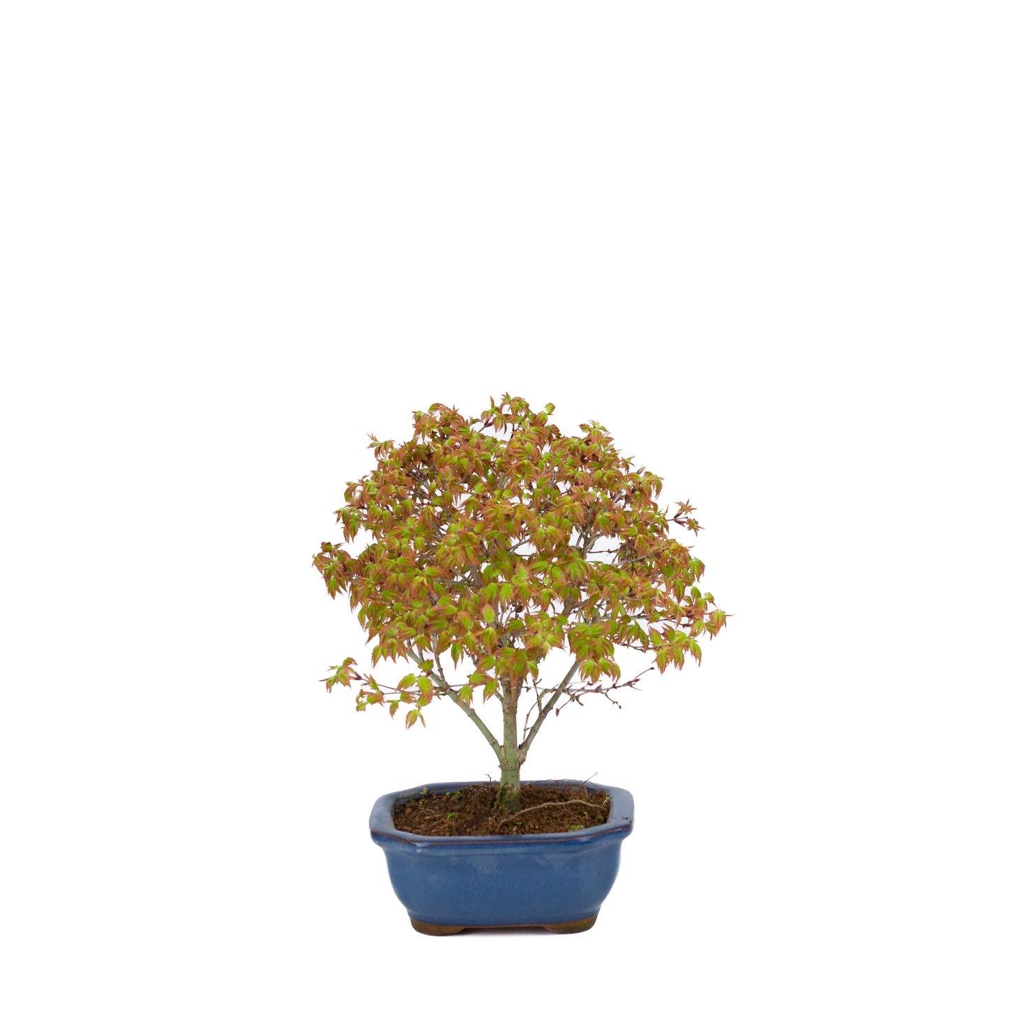 Acer palmatum 'Kiyohime' (Japanese maple), height ~28cm