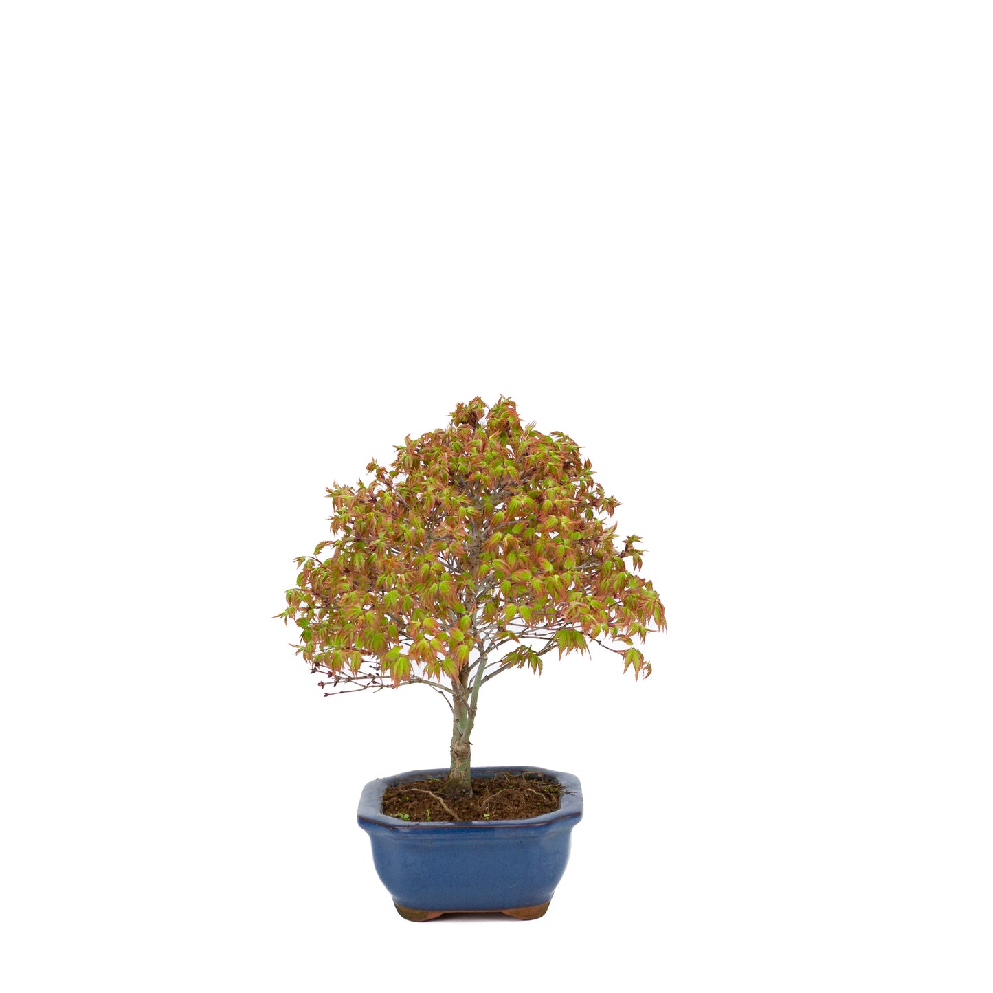 Acer palmatum 'Kiyohime' (Japanese maple), height ~28cm