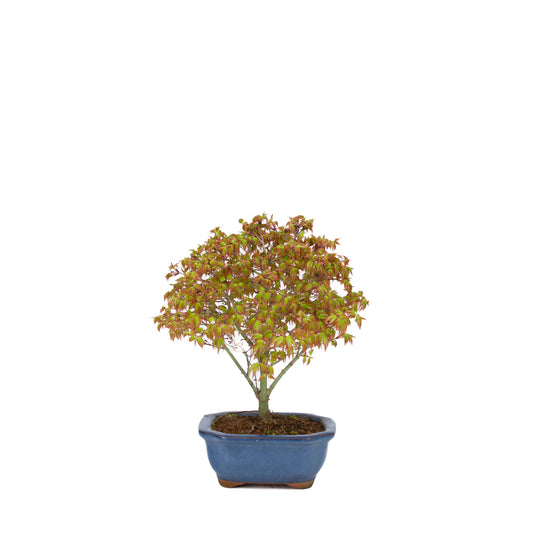 Acer palmatum 'Kiyohime' (Japanese maple), height ~28cm