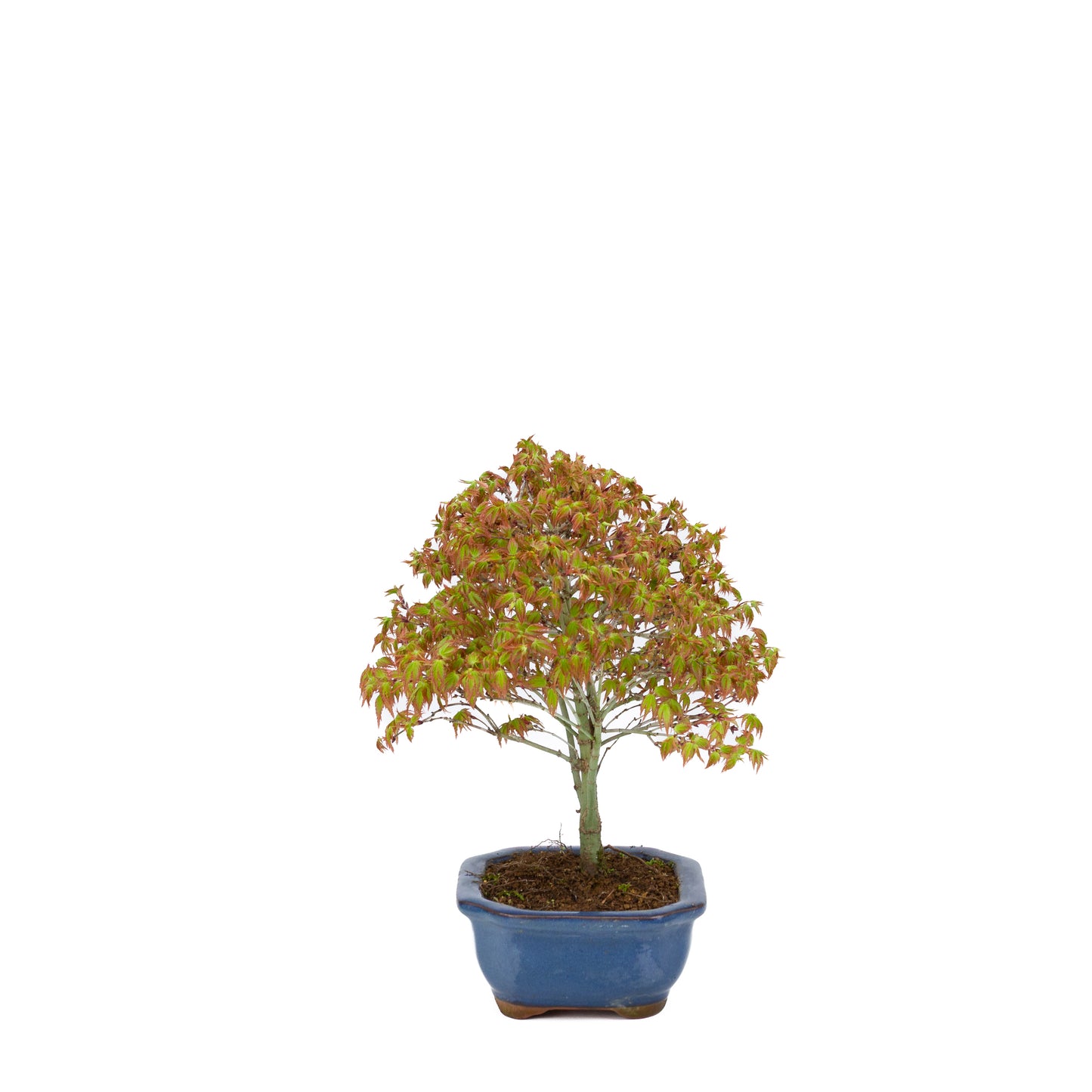 Acer palmatum 'Kiyohime' (Japanese maple), height ~28cm