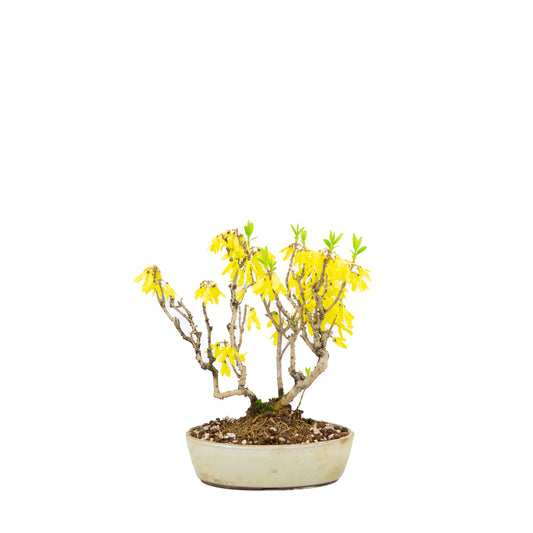 Forsythia (Golden Bell), height ~26cm