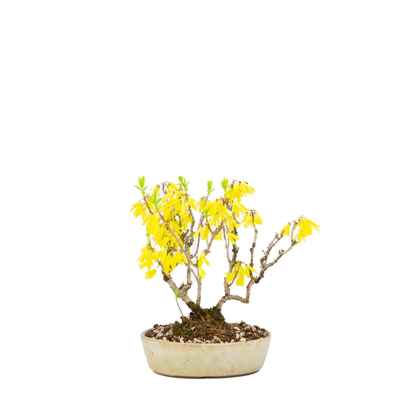 Forsythia (Golden Bell), height ~26cm