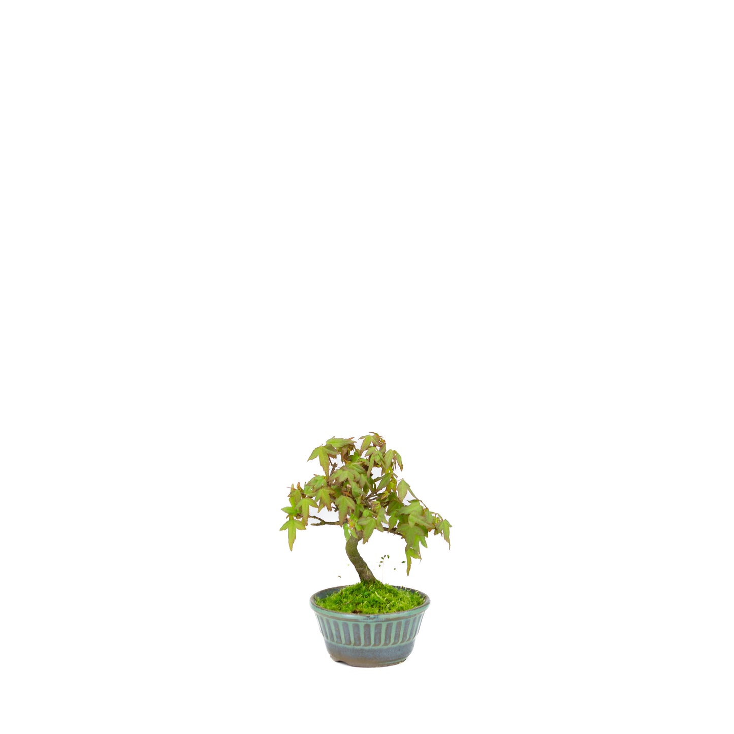 Acer buergerianum (Trident Maple), height ~17cm