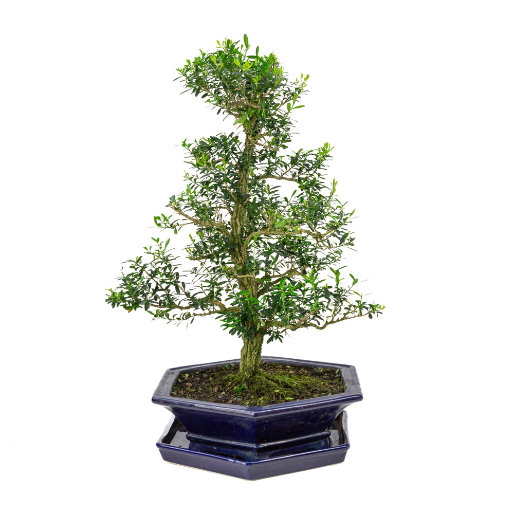 Buxus harlandii Bonsai in blue pot 32cm, height ~60cm