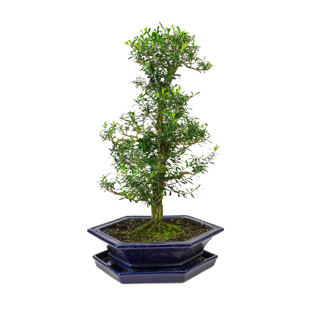 Buxus harlandii Bonsai in blue pot 32cm, height ~60cm