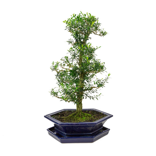 Buxus harlandii Bonsai in blue pot 32cm, height ~60cm