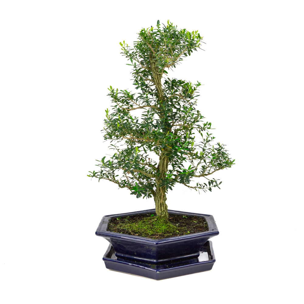 Buxus harlandii Bonsai in blue pot 32cm, height ~60cm