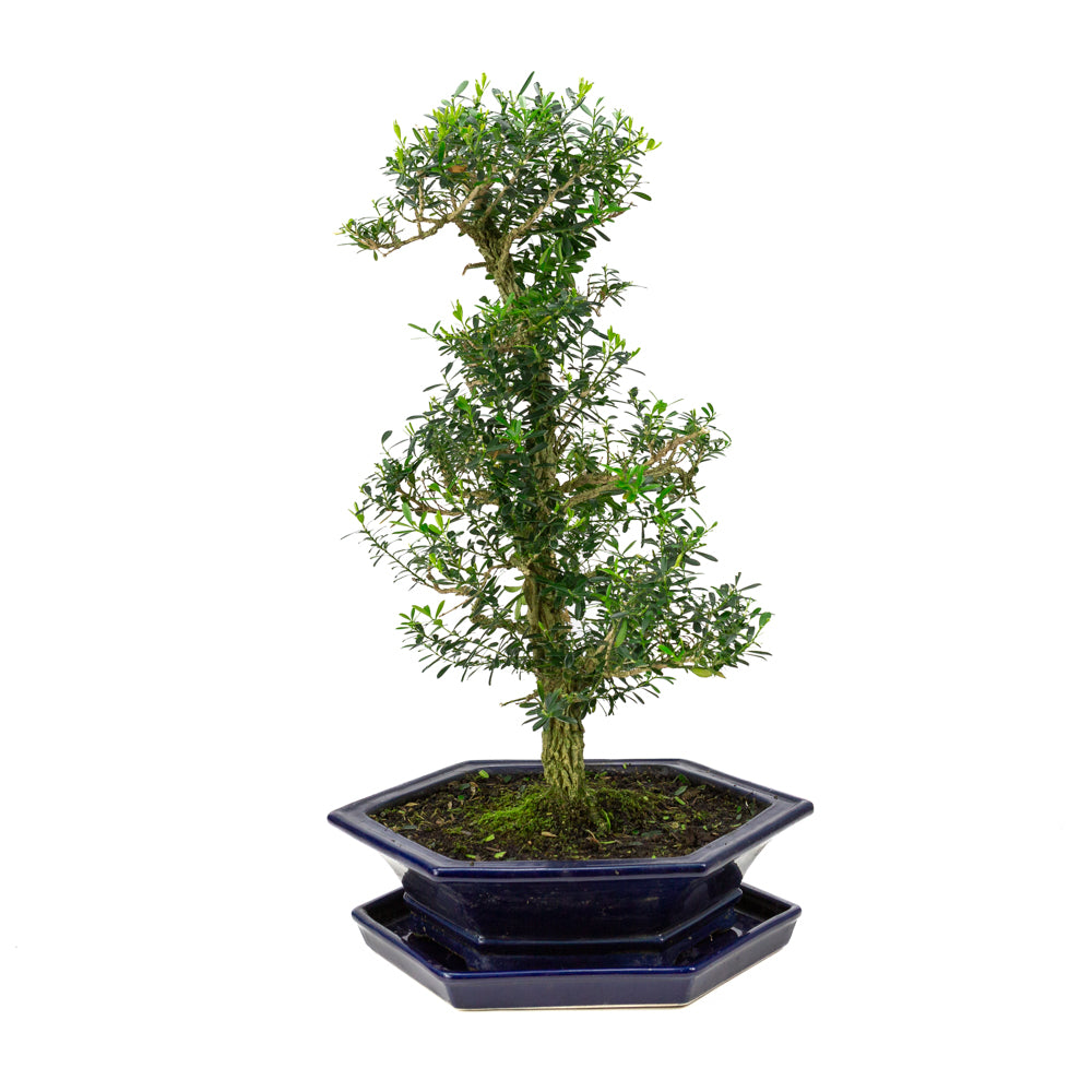 Buxus harlandii Bonsai in blue pot 32cm, height ~60cm