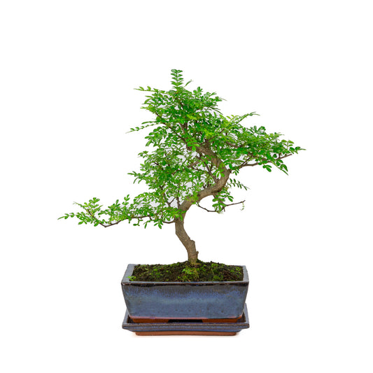 Zanthoxylum piperitium Bonsai in blue pot 20cm, height ~33cm