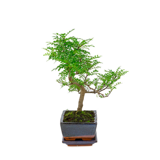 Zanthoxylum piperitium Bonsai in blue pot 20cm, height ~33cm