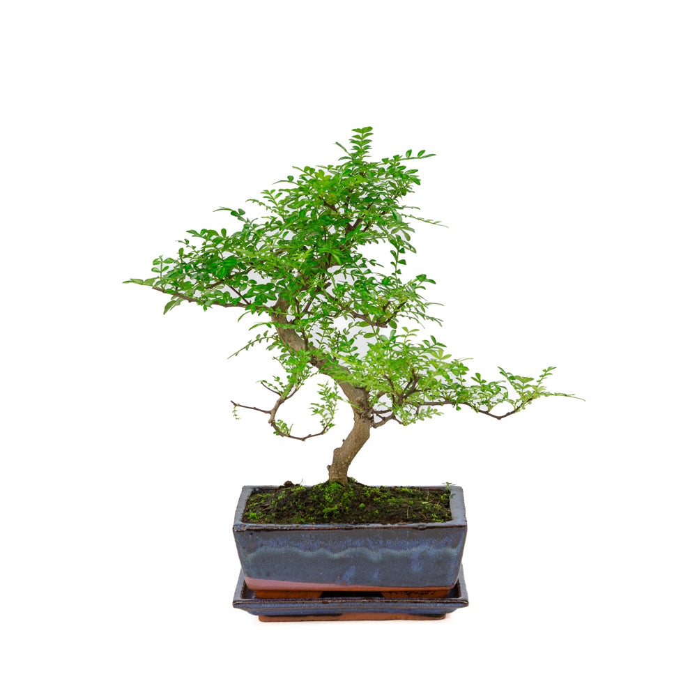 Zanthoxylum piperitium Bonsai in blue pot 20cm, height ~33cm