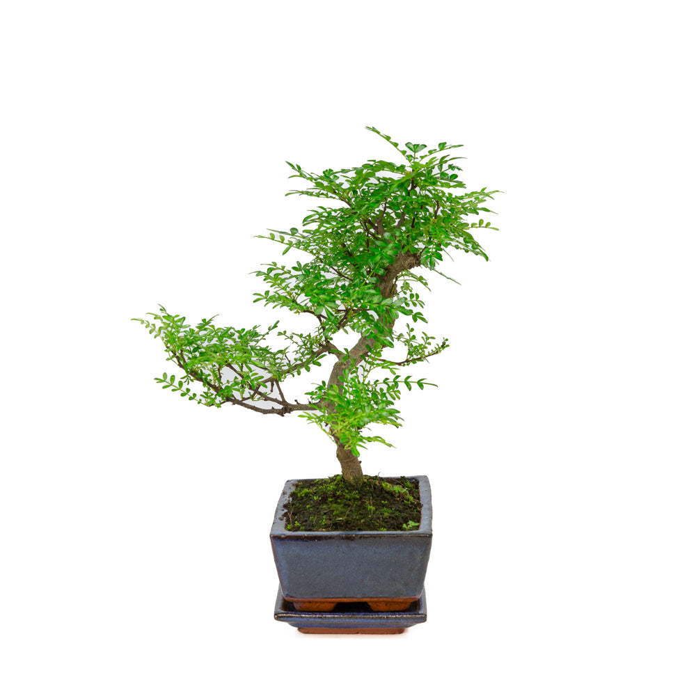 Zanthoxylum piperitium Bonsai in blue pot 20cm, height ~33cm