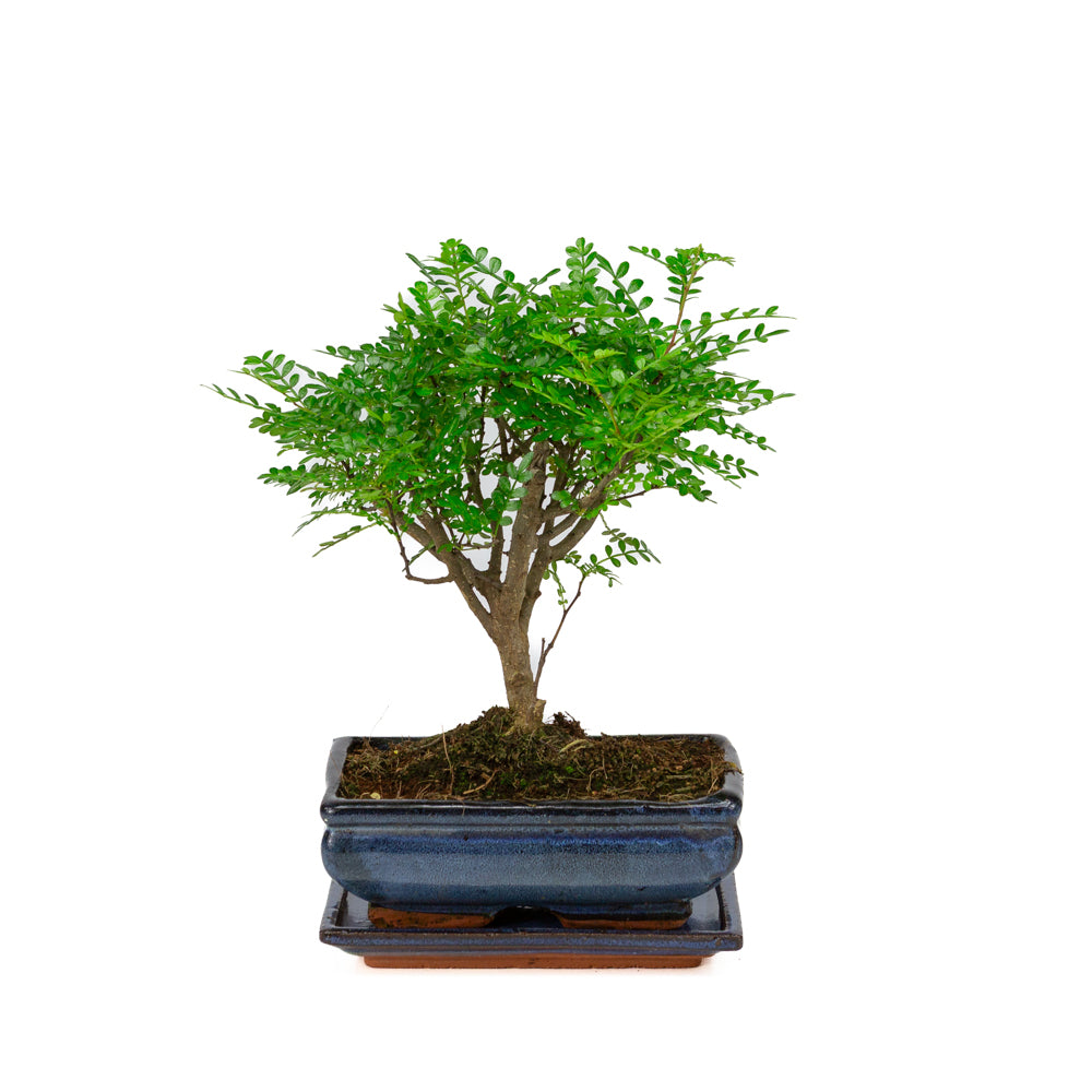 Zanthoxylum piperitium Bonsai in blue pot 20cm, height ~32cm