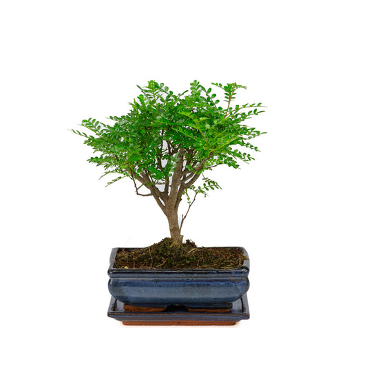 Zanthoxylum piperitium Bonsai in blue pot 20cm, height ~32cm