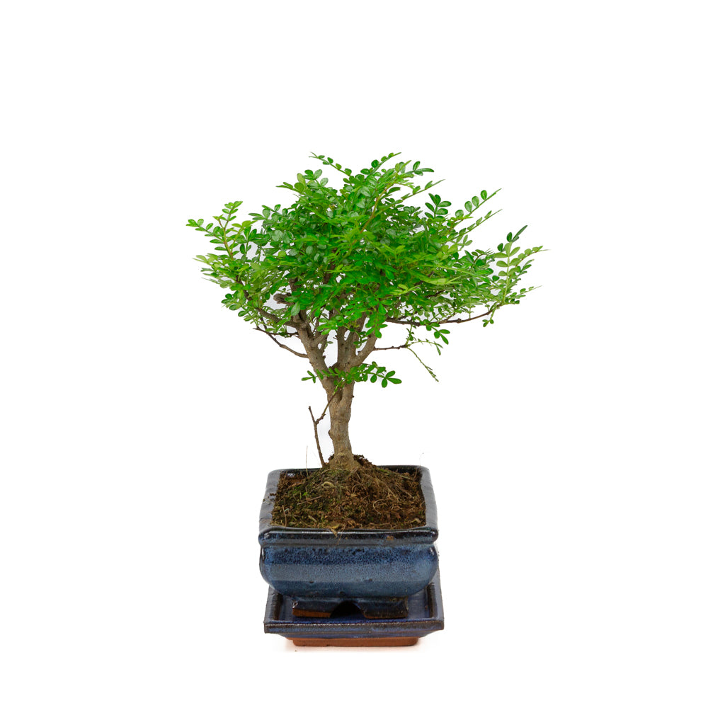 Zanthoxylum piperitium Bonsai in blue pot 20cm, height ~32cm