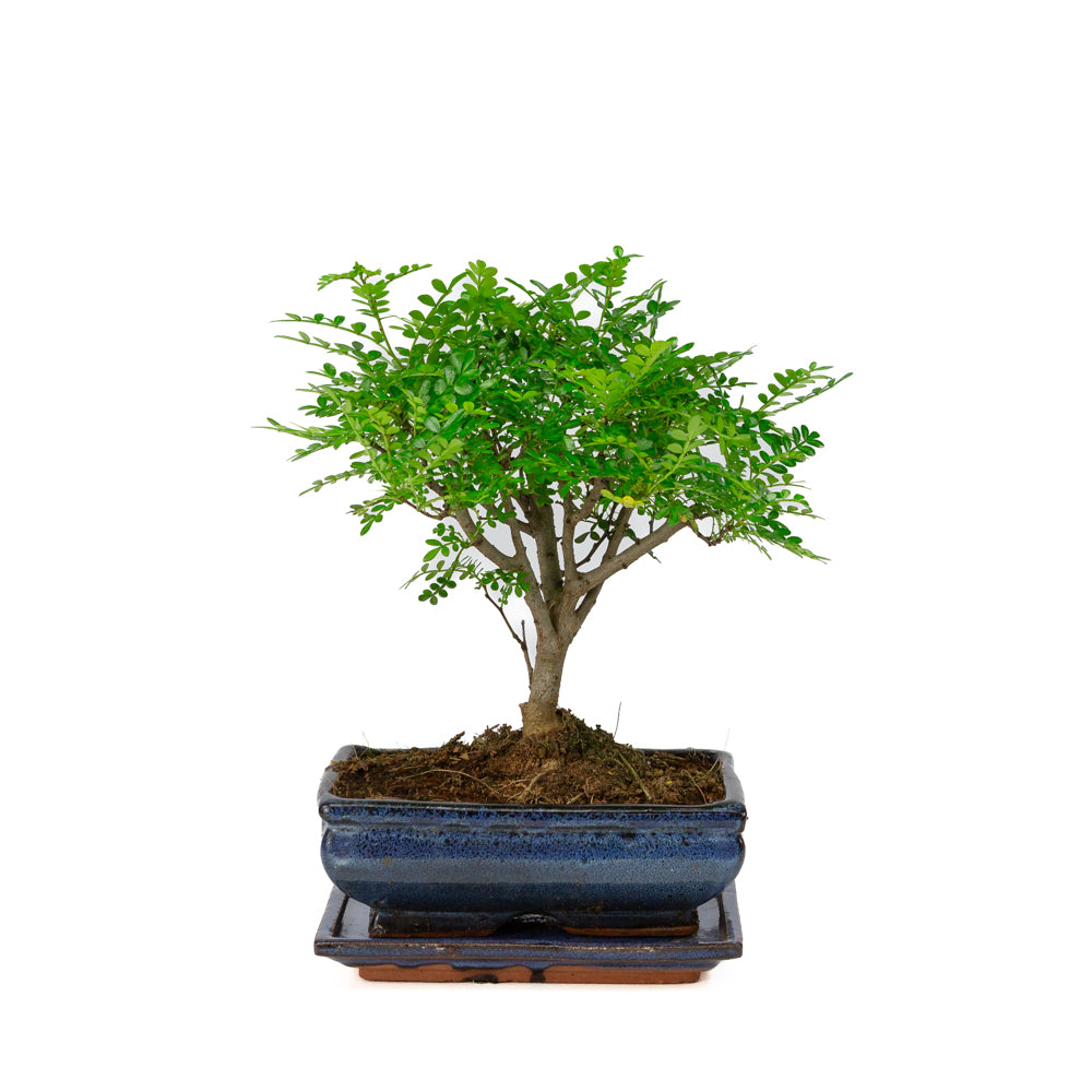 Zanthoxylum piperitium Bonsai in blue pot 20cm, height ~32cm