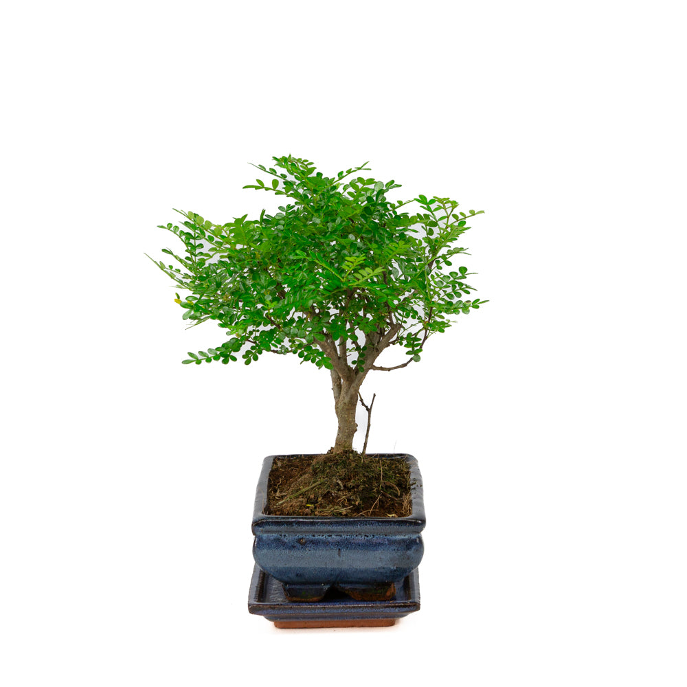 Zanthoxylum piperitium Bonsai in blue pot 20cm, height ~32cm