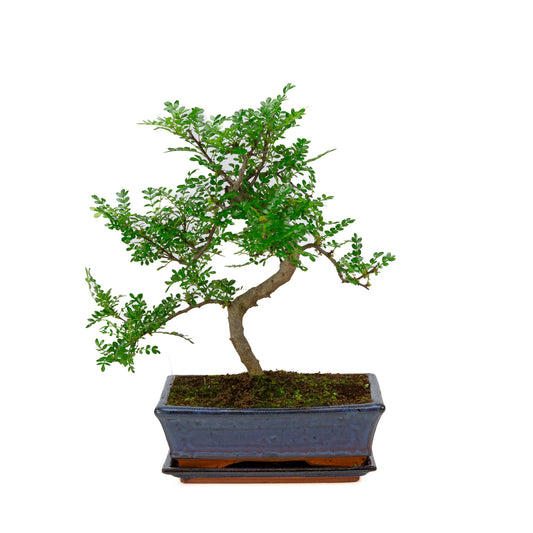 Zanthoxylum piperitium Bonsai in blue pot 25cm, height ~48cm