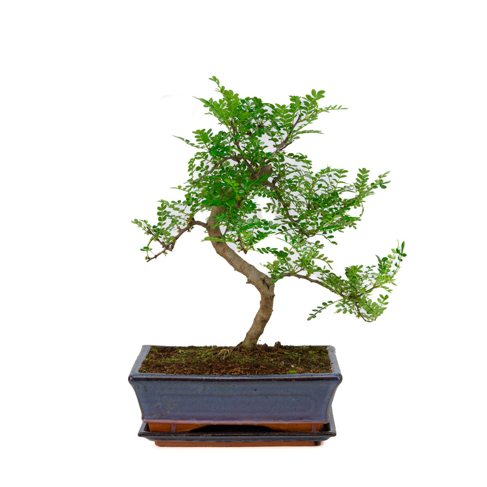 Zanthoxylum piperitium Bonsai in blue pot 25cm, height ~48cm