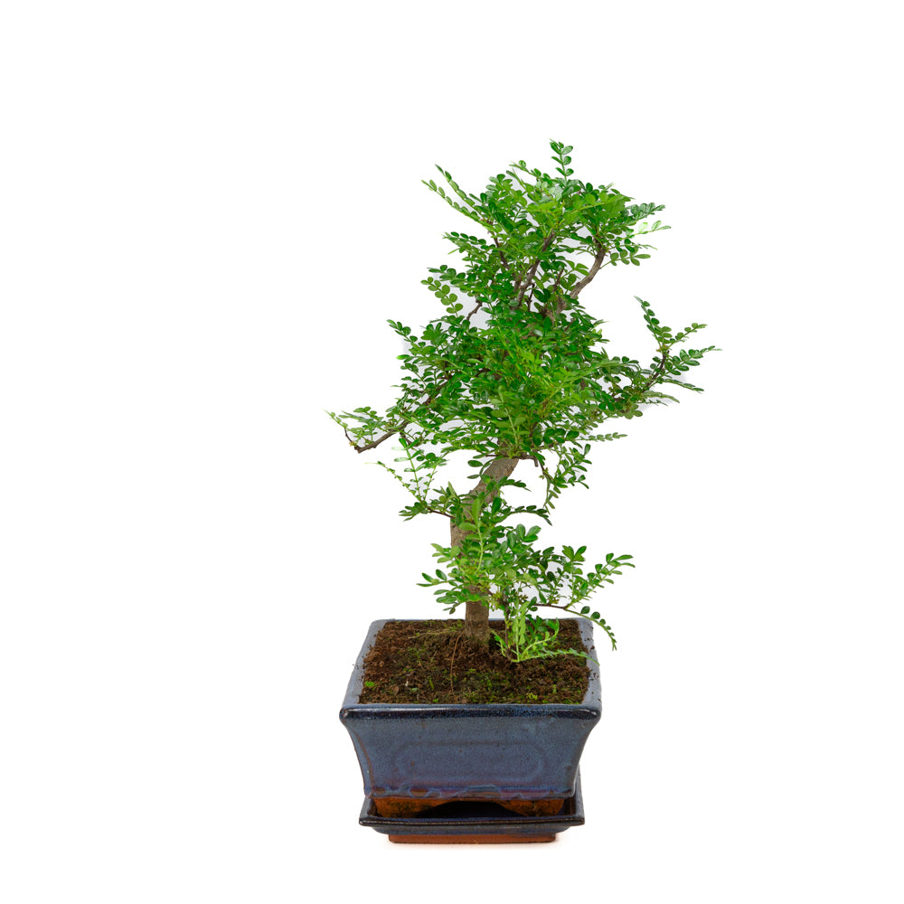 Zanthoxylum piperitium Bonsai in blue pot 25cm, height ~48cm