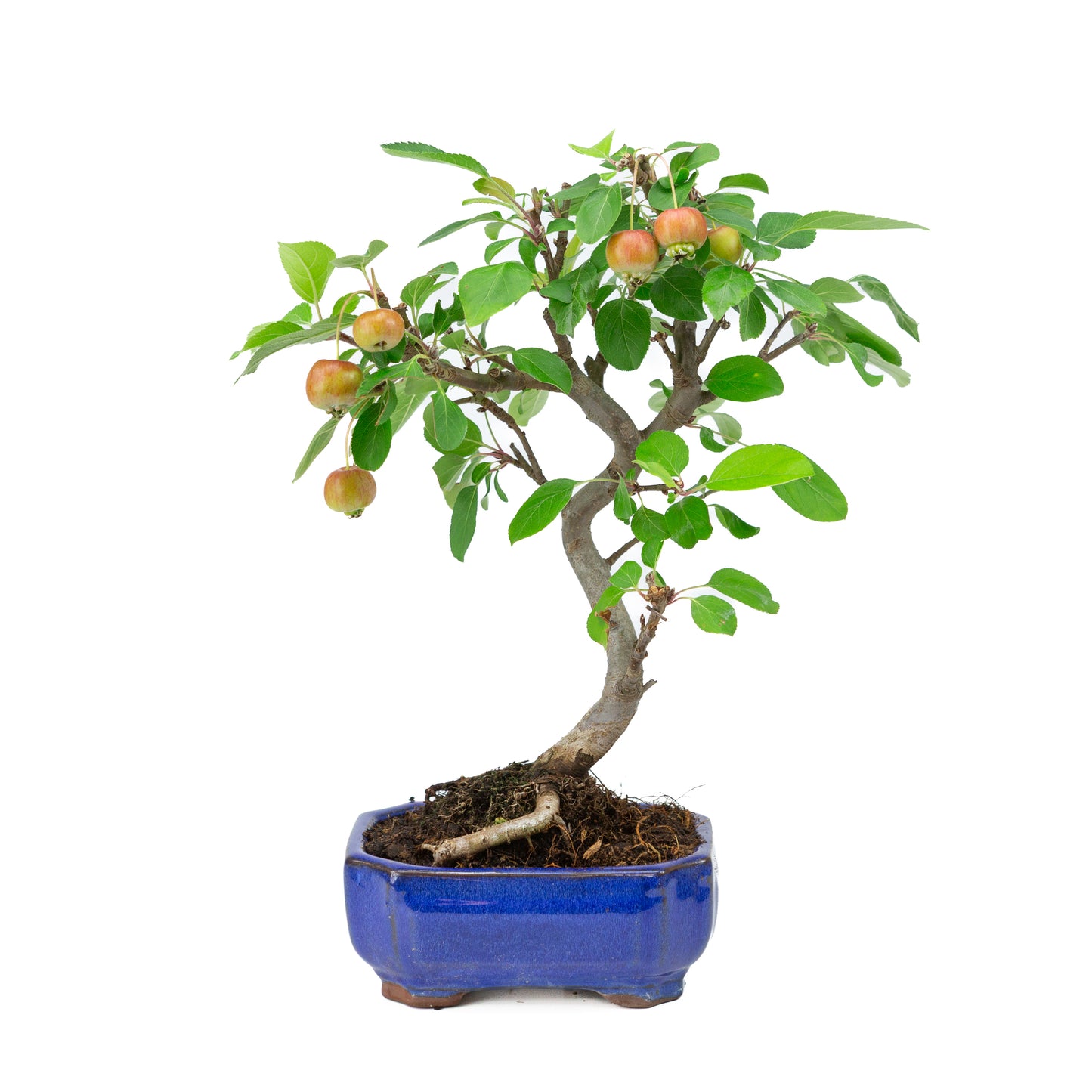 Malus domestica blue rectangular pot 16cm, height ~40cm