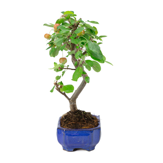 Malus domestica blue rectangular pot 16cm, height ~40cm